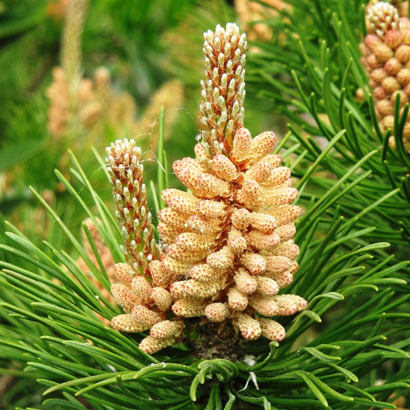 Pinus mugo mugo - C3 25-30 CM